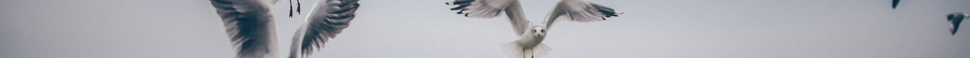 Aardvark Media Header Aardvark Media Header
